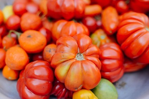 Débuter le semis et la culture des tomates en graines